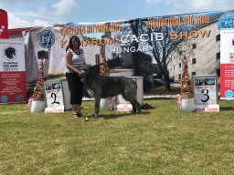 Arion   Komarom 2021 Champion of Hungary. We won 3x CAC, CACIB,2x Res CACIB 